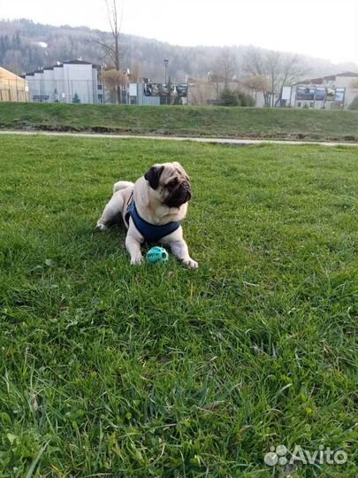 Мопс мальчик вязка