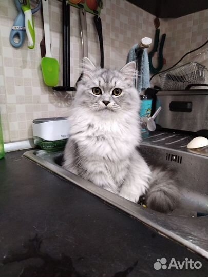 Кот для вязки