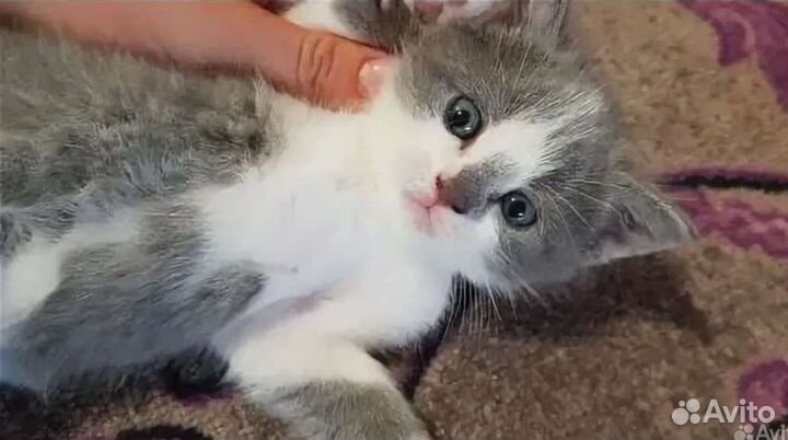 Кошки в добрые руки