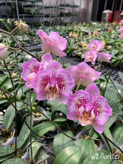 Орхидея Golden Leopard