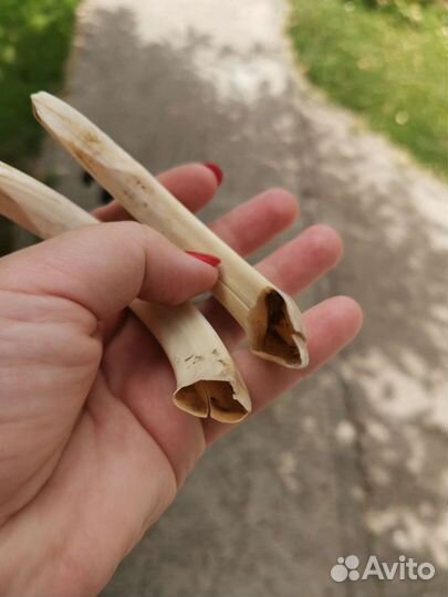 Клыки кабана