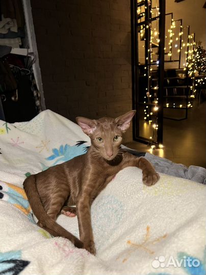 Ориентал вязка