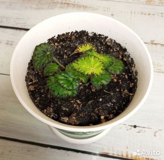 Бегония тигровая