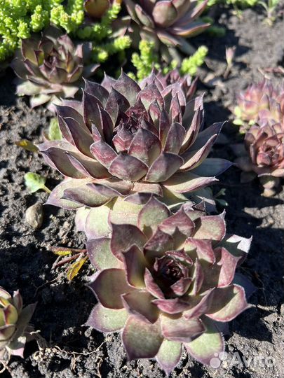 Молодидо (каменная роза)