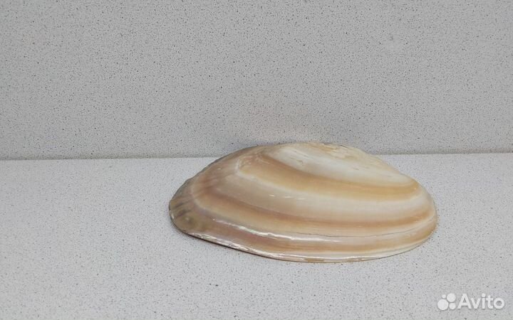 Жемчужница Куминга 15,40 ракушка раковина