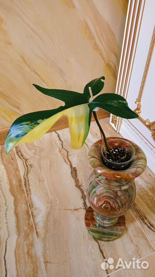 Филодендрон вариегатный Магическая Маска