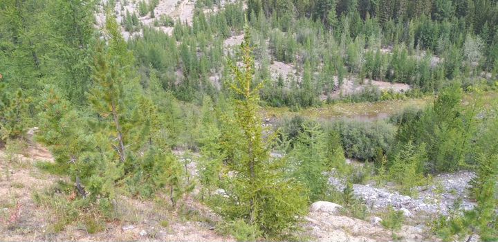 Участок 100 сот. (СНТ, ДНП)