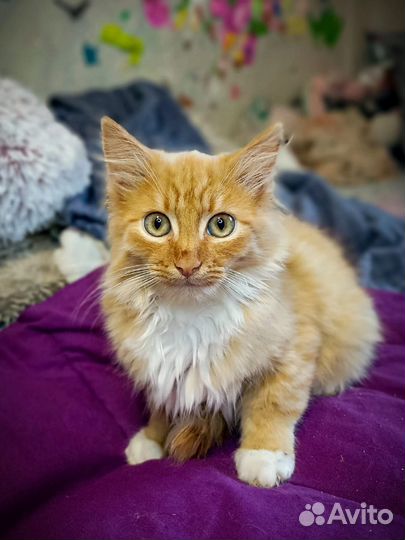 Рыжий котенок в дар