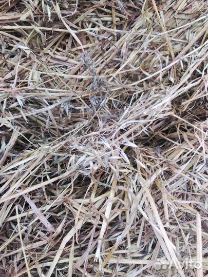 Сенаж в рулонах 2023 года