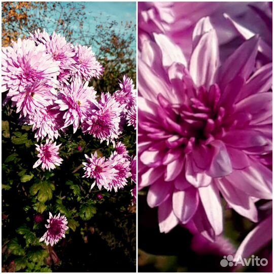 Хризантема