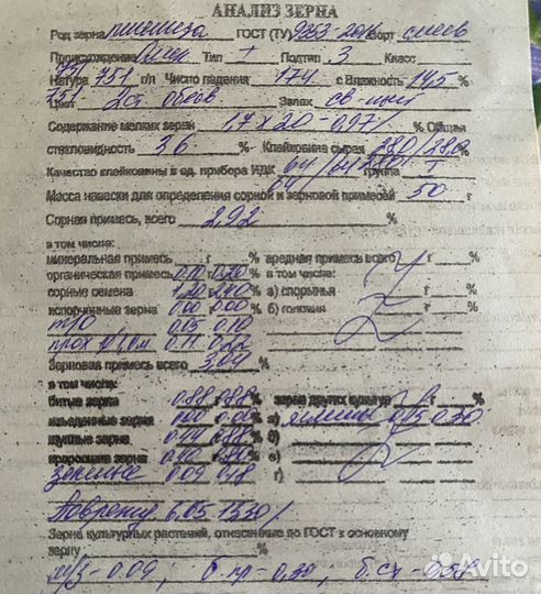 Зерно пшеница