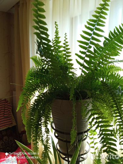 Сциндапсус эпипремнум, нефролепис