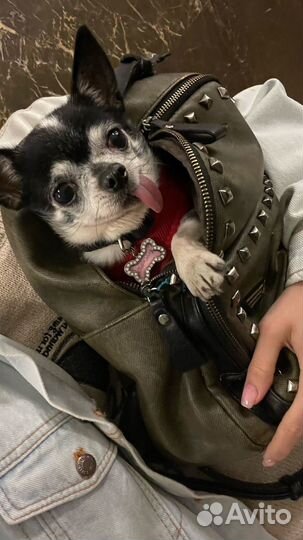 Вязка кобель чихуахуа