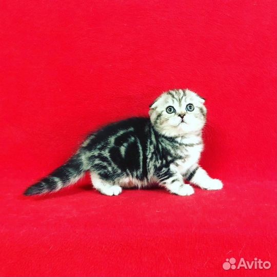 Вислоухие малыши