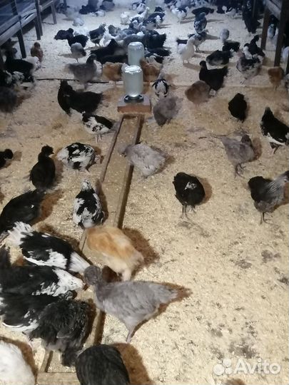 Цыплята мясояичной породы