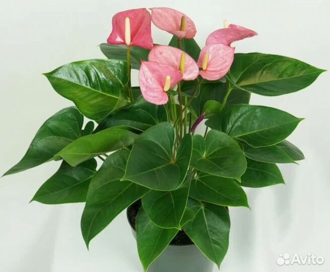 Антуриум разные сорта