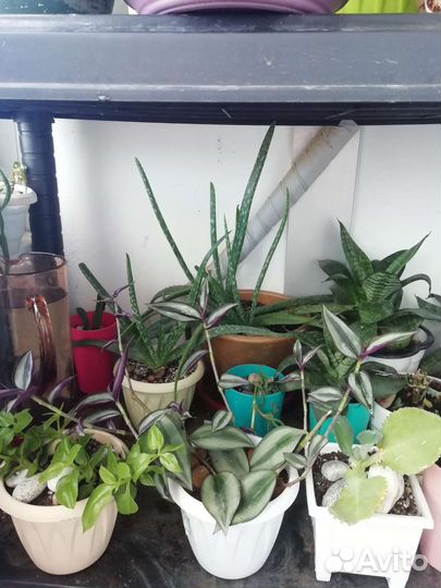 Комнатные цветы