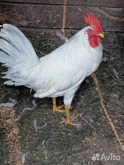 Петушок Легорн