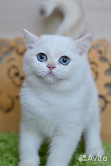 Британская короткошерстная ny1233