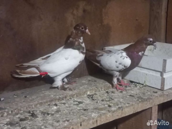 Продаю голубей