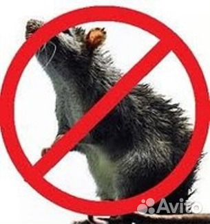 Уничтожение насекомых и грызунов