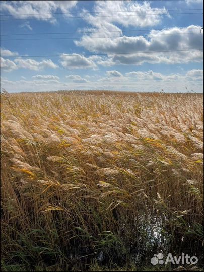 Маты из камыша Камышовый мат