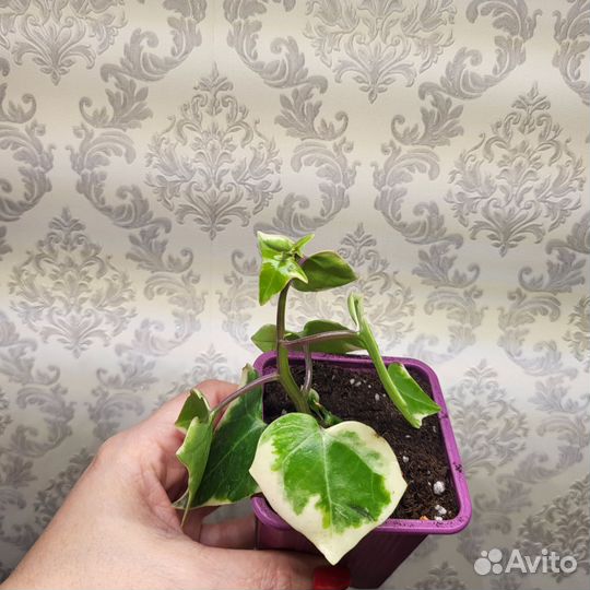 Диффебахия Камилла