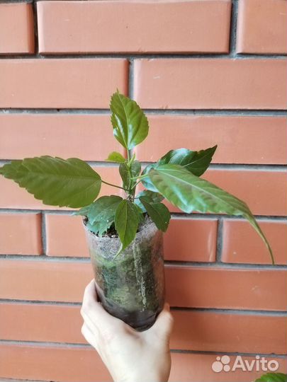 Сортовой гибискус