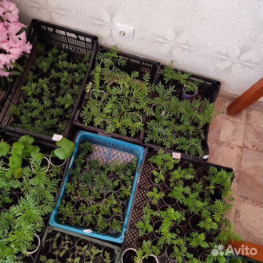 Рассада бархатцы