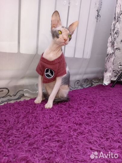 Донской сфинкс