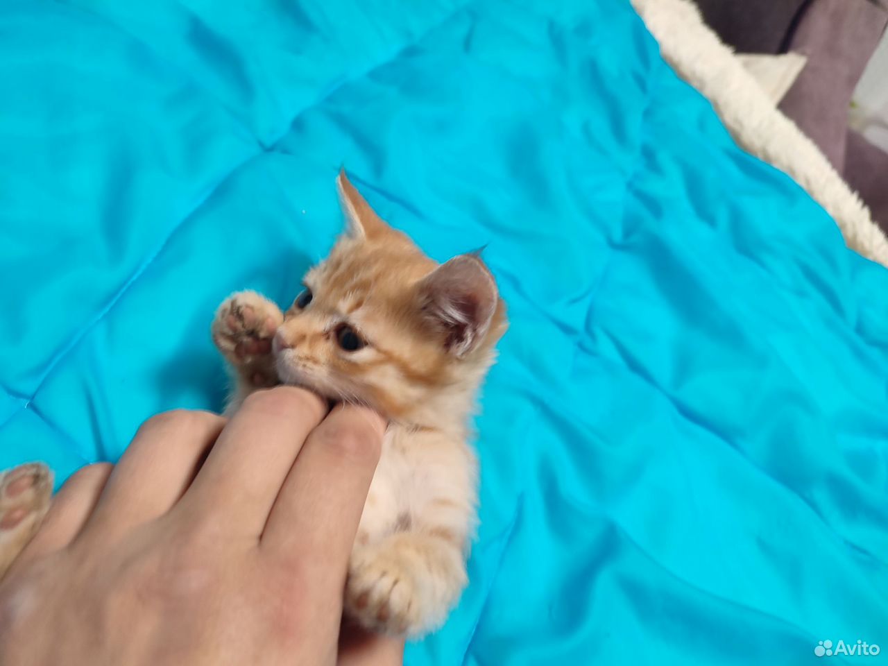 Котёнок в добрые руки, Краснодар