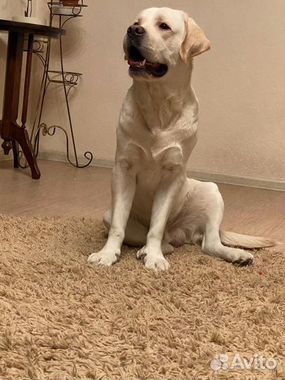 Вязка Лабрадора