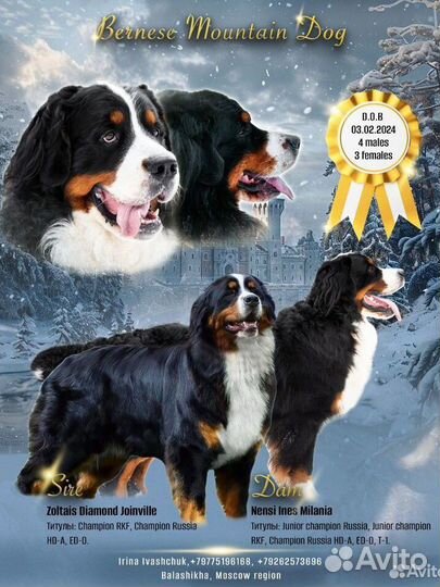 Щенки Чемпионов