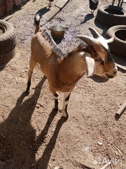 Продаю козла