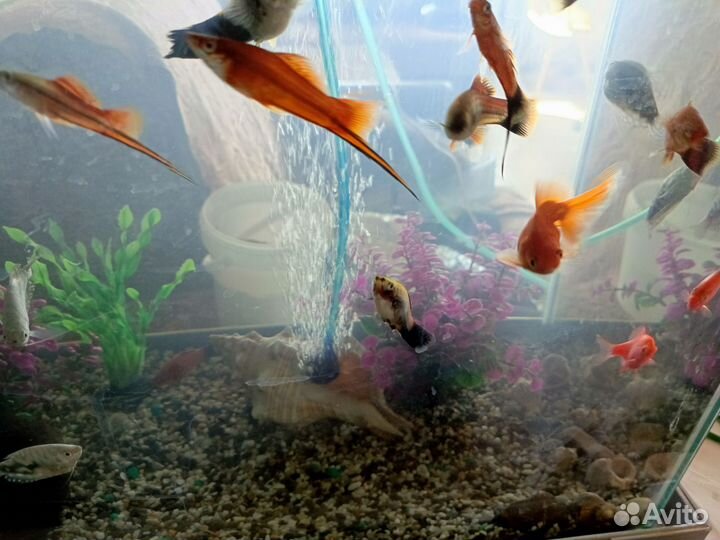 Аквариум с рыбками бу