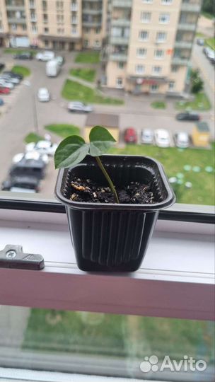 Замиокулькас