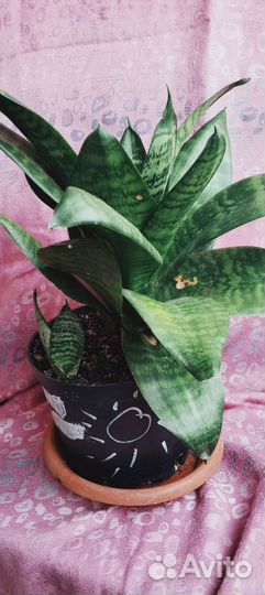 Сансевиерии разные