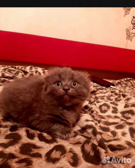 Шотландские котята