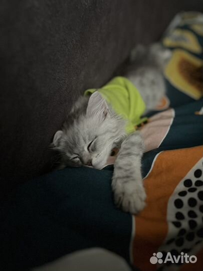 Шотланец котик