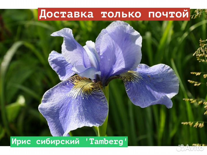 Ирис сибирский Tamberg