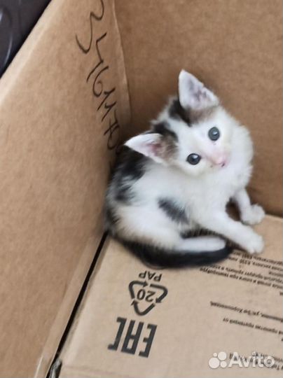 Котятки ищут приют
