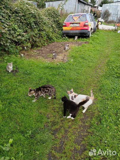 Котята в добрые руки