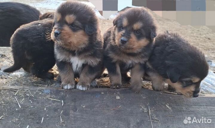 Банхар Монгольская овчарка