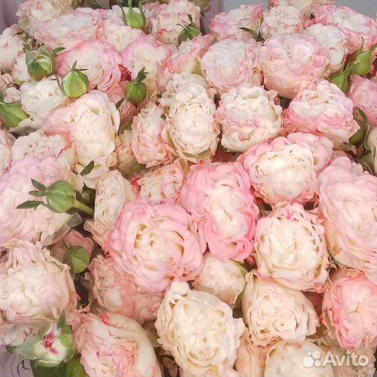 Кустовые пионовидные розы, доставка