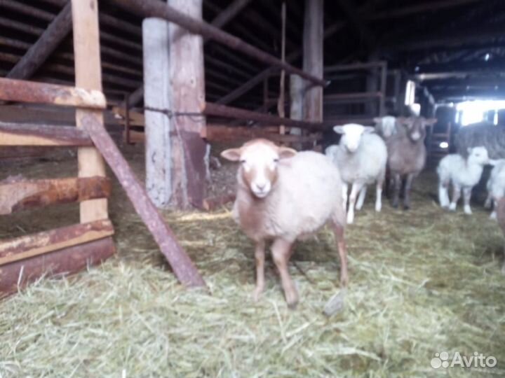 Катумские бараны