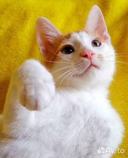 Котята