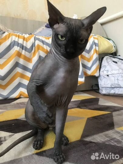 Канадский сфинкс вязка