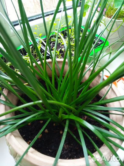 Домашние цветы