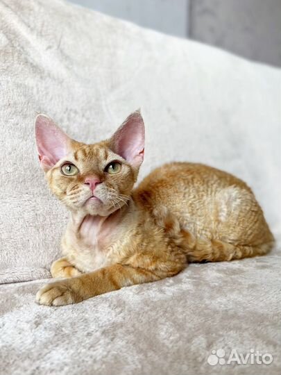 Девон-рекс вязка, вао