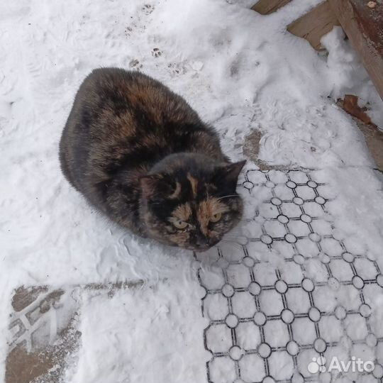 Кошка в добрые руки